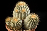 Copiapoa Haseltoniana d. 24 h. 14 cm 300.00 €